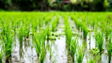 الزراعة توضح أسباب اصفرار وتقزم الأرز في دلتا النيل بسبب الموجات الحارة