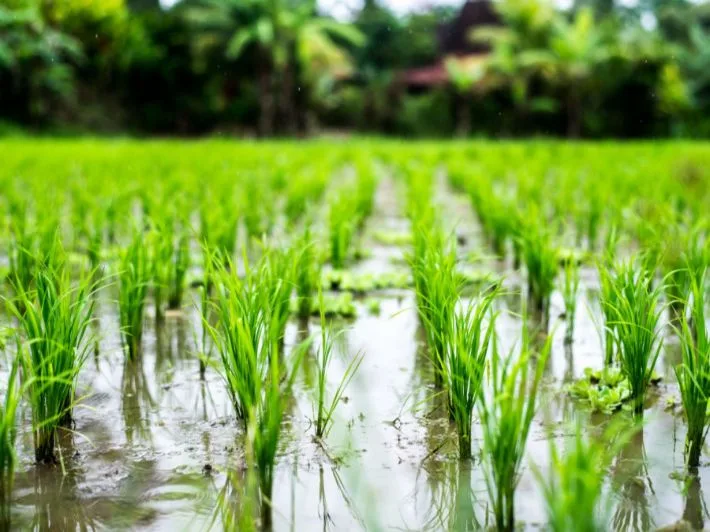 الزراعة توضح أسباب اصفرار وتقزم الأرز في دلتا النيل بسبب الموجات الحارة