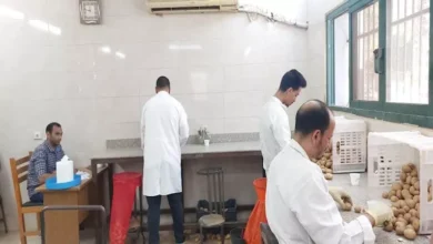وزارة الزراعة تعلن فحص 1.3 مليون طن بطاطس