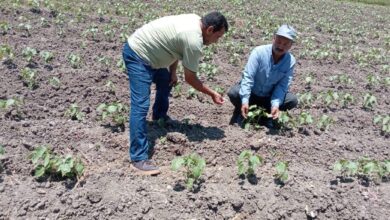 زراعة 20 ألف فدان قطن بمحافظة البحيرة