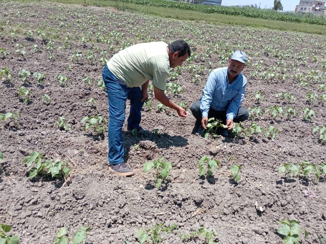 زراعة 20 ألف فدان قطن بمحافظة البحيرة