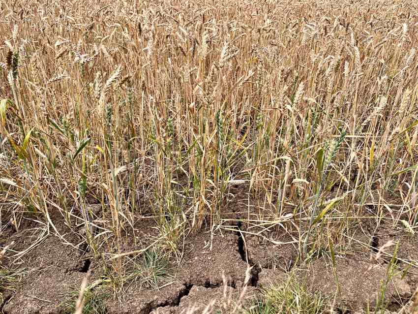 مزارعو جوزجان في أفغانستان يواجهون جفافًا غير مسبوق ويطالبون بدعم عاجل