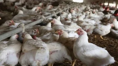 المكسيك تخفف حظر استيراد الدجاج البرازيلي