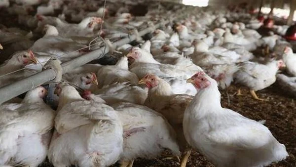 المكسيك تخفف حظر استيراد الدجاج البرازيلي