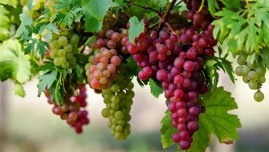 وزارة الزراعة تصدر توصيات فنية لمزارعي العنب