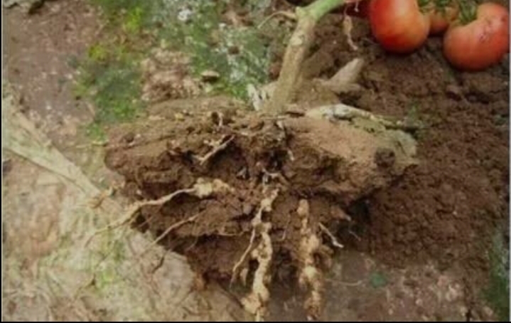 مبيدات للنيماتودا في التربة الزراعية