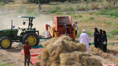 إنتاج القمح
