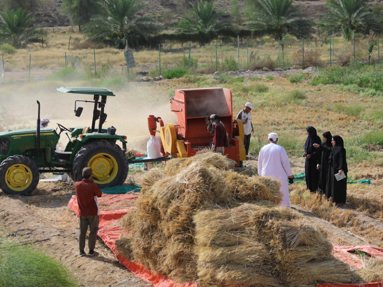 إنتاج القمح
