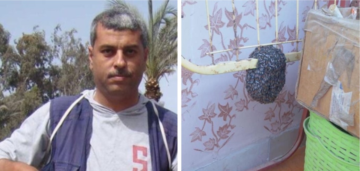 د نصر بسيوني خبير النحل وخطورة النحل البري