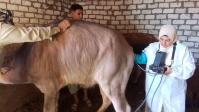 حملات بيطرية لعلاج الأمراض التناسلية في الحيوانات