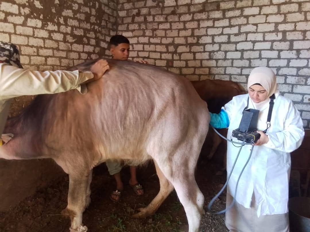 حملات بيطرية لعلاج الأمراض التناسلية في الحيوانات