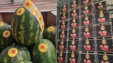 موسم البطيخ في المغرب