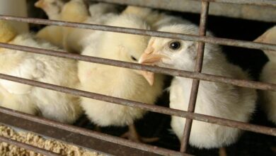 فيروس إنفلونزا الطيور H5N1