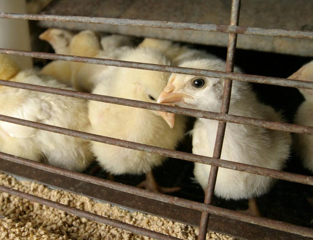 فيروس إنفلونزا الطيور H5N1