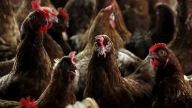 علماء من 40 دولة يحذرون من تفشي إنفلونزا الطيور