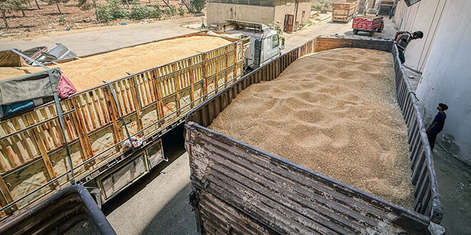 حمص تستقبل 17700 طن من القمح كدعم استراتيجي للأمن الغذائي السوري
