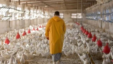 مربو دجاج اللحم في المغرب يطالبون بدعم حكومي مستقل بسبب الخسائر الكبيرة