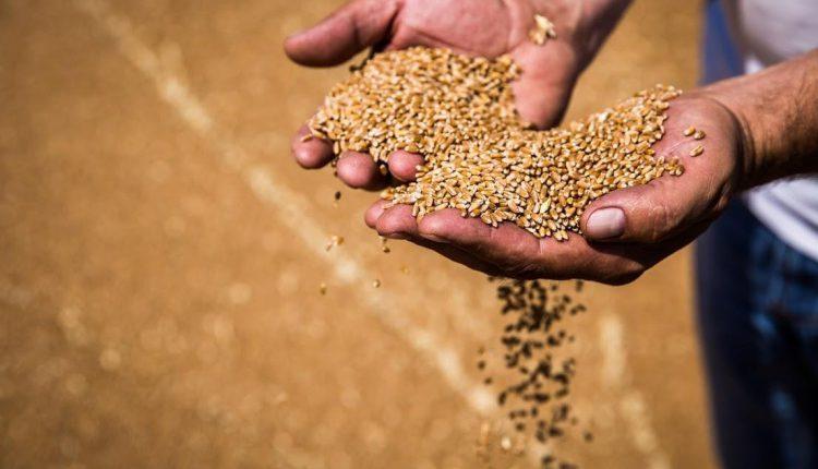 الفلبين تخفّض واردات القمح في 2025/2026 بسبب تراجع الطلب على الأعلاف