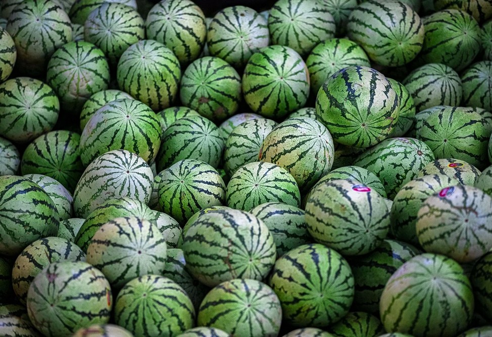 البطيخ