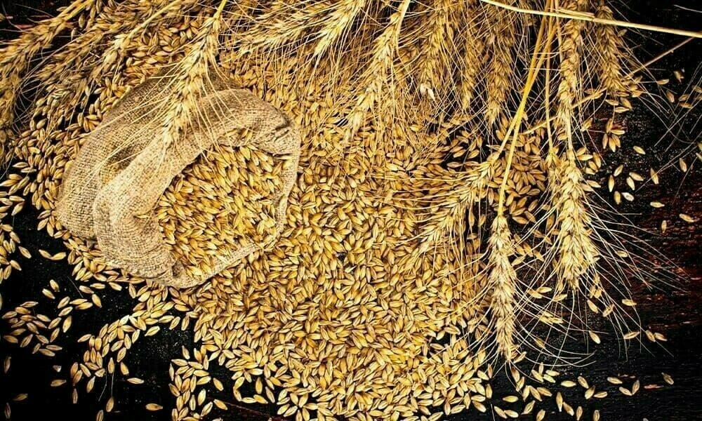 أسعار القمح في بورصة يورونيكست