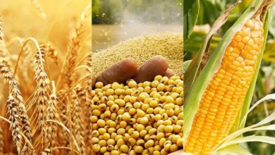 أسعار الحبوب