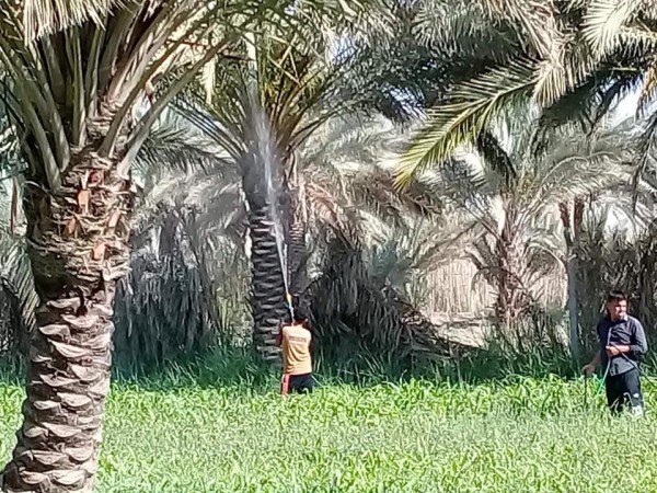العراق تطلق حملة جوية لمكافحة آفات النخيل