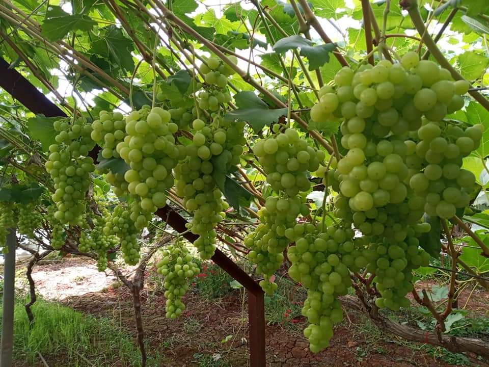 مكافحة الأمراض الفطرية