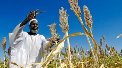 الزراعة في السودان تنهار بسبب الحرب والجفاف ونقص التمويل