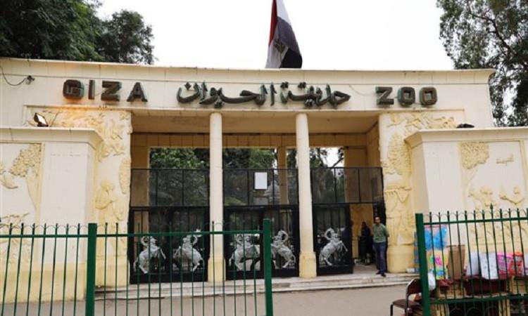 حديقة الحيوان بالجيزة تستعد لاستقبال الزوار في سبتمبر بعد تطوير شامل