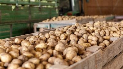زيادة إنتاجية البطاطس والطماطم 15% وتوسّع الرقعة الزراعية في مصر