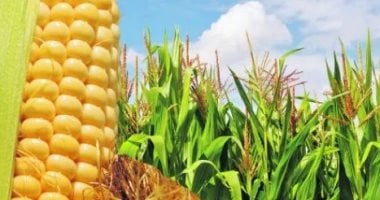 الذرة الطازجة تغزو الأسواق المصرية في صيف 2025