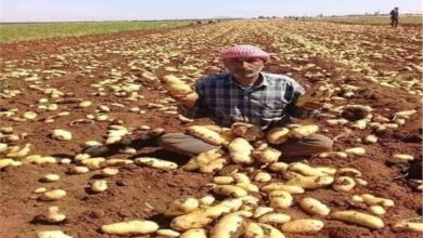 «الزراعة»: طفرة في مكافحة العفن البني بالبطاطس باستخدام الاستشعار عن بعد