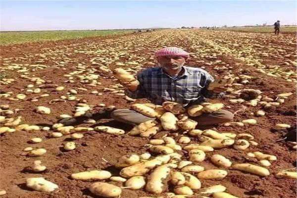 «الزراعة»: طفرة في مكافحة العفن البني بالبطاطس باستخدام الاستشعار عن بعد