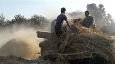 الابتكار الزراعي في مصر: دعوات لتحويل المخلفات إلى أعلاف وتطوير الثروة الحيوانية