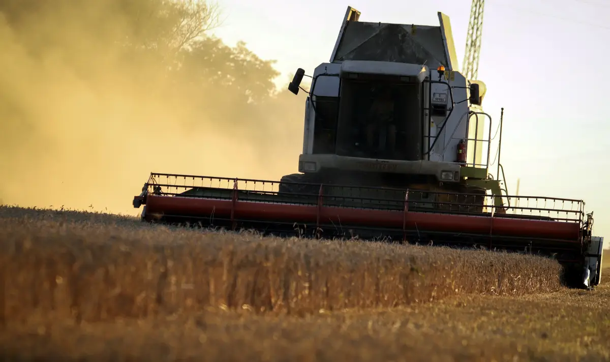 بدء حصاد القمح في دوبروجيا البلغارية بإنتاجية منخفضة 25% مقارنة بعام 2024