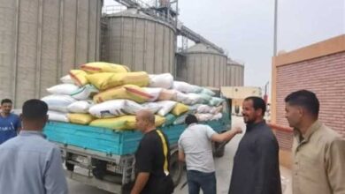 أكثر من 602 ألف طن قمح تم توريدها