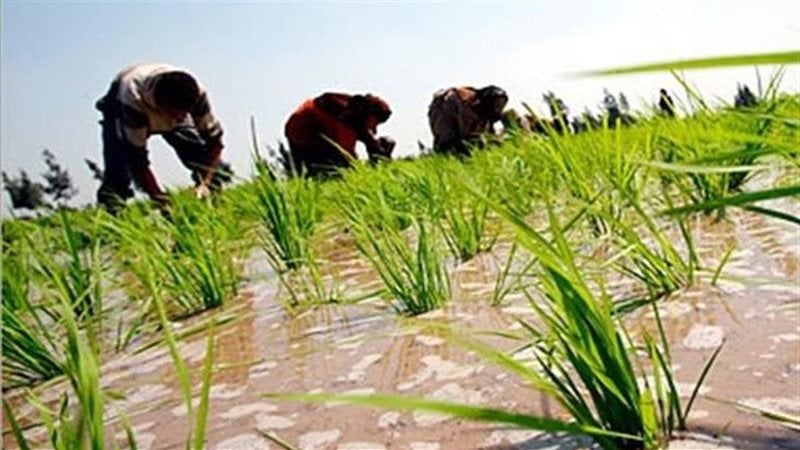 زراعة مليون و100 ألف فدان أرز في 9 محافظات.. والحصاد يبدأ الشهر المقبل