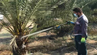 مكافحة عنكبوت الغبار