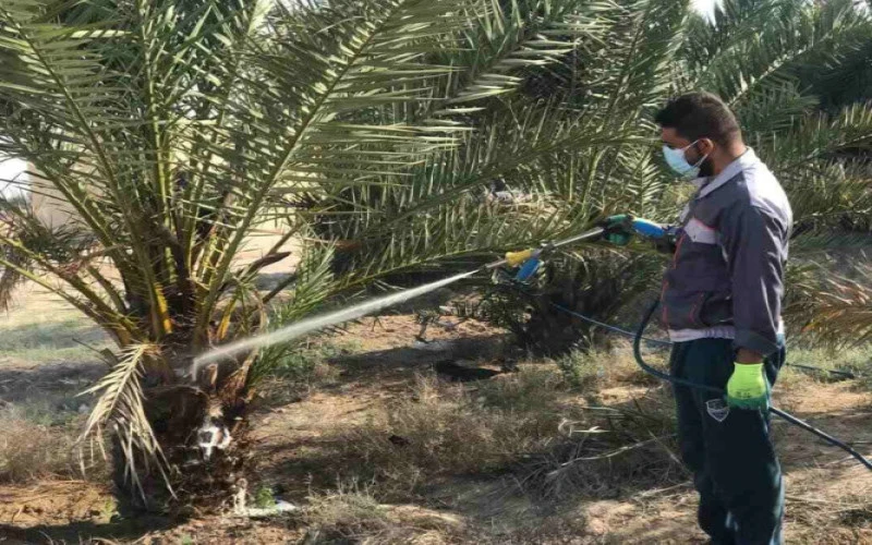 مكافحة عنكبوت الغبار