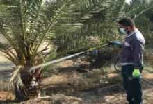 الزراعة تطلق حملة جديدة في المثنى لمكافحة "عنكبوت الغبار" وحماية نخيل العراق