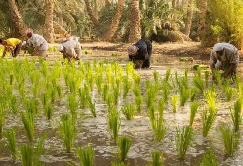 روسيا تستهدف تصدير 55 مليون طن حبوب في موسم 2025-2026