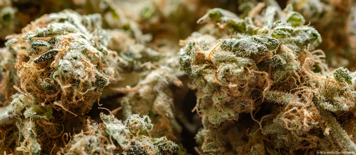 لأول مرة.. آلاف المزارعين في المغرب يزرعون القنب بشكل قانوني