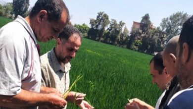 محافظ الشرقية: دعم المزارعين بالتقنيات الحديثة عبر الأيام الحقلية