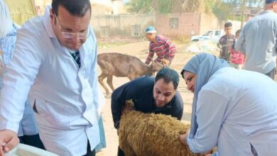 الطب البيطري بكفر الشيخ يشخص ويعالج 4079 حالة حيوانية خلال يوليو