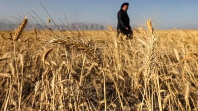 العراق يحقق الاكتفاء الذاتي من القمح للعام الثالث على التوالي