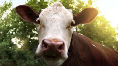 فيروس H5N1 يهدد صناعة الألبان في كاليفورنيا
