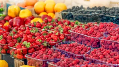 هل الفراولة العضوية تستحق السعر الأعلى؟.. خبراء يوضحون الفرق وأمان الفاكهة التقليدية