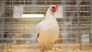 جامعة فلوريدا تعزز التوعية بإنفلونزا الطيور H5N1 في الولايات المتحدة