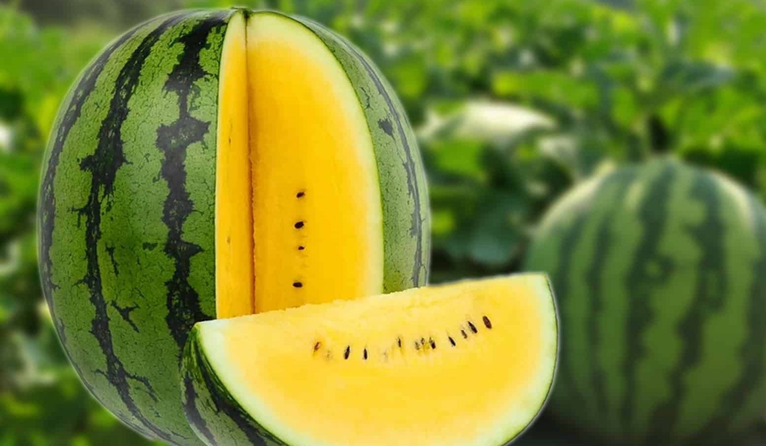 طريقة زراعة البطيخ الأصفر
