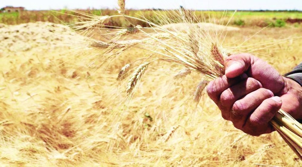 الحسكة تواجه أسوأ أزمة زراعية في تاريخها الحديث بسبب الجفاف
